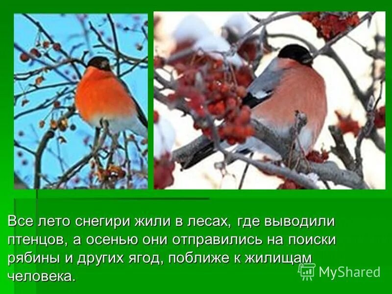 снегири птицы где живут летом и зимой. летний снегирь. снегирь летом. снегирь обитает. снегирь обитает.
