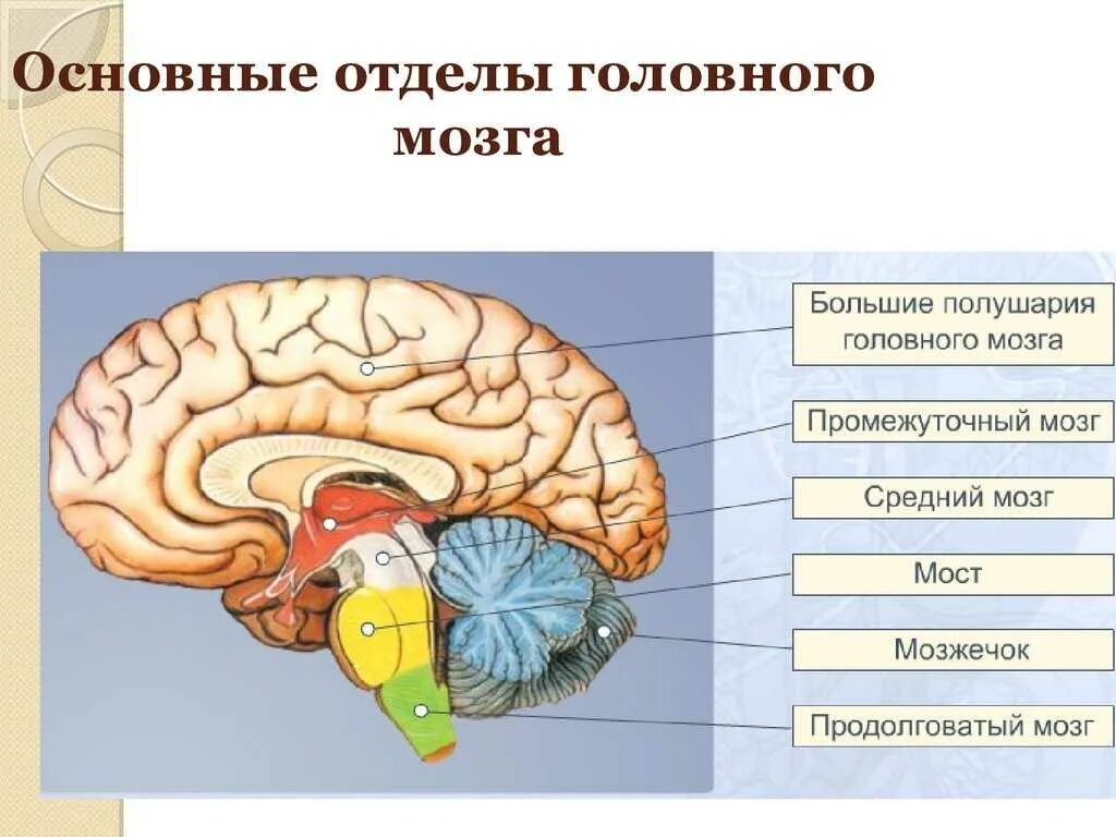 Головной мозг 7 класс. Схема основных отделов головного мозга. Отделы головного мозга анатомия. Название отделов головного мозга. Основные пять отделов головного мозга:.