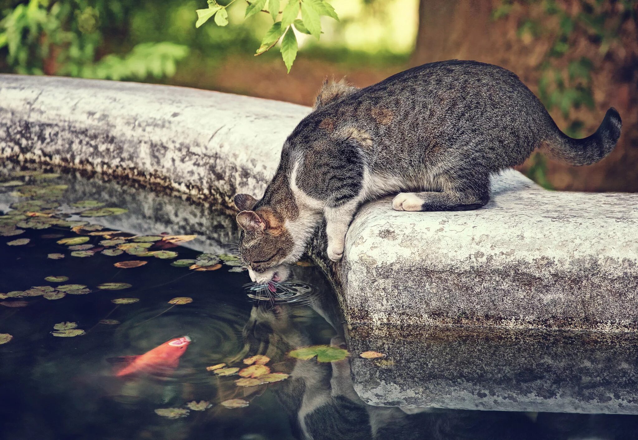 Near cat. Рыбный кот. Водяная кошка. Кот в воде. Кошки у пруда.