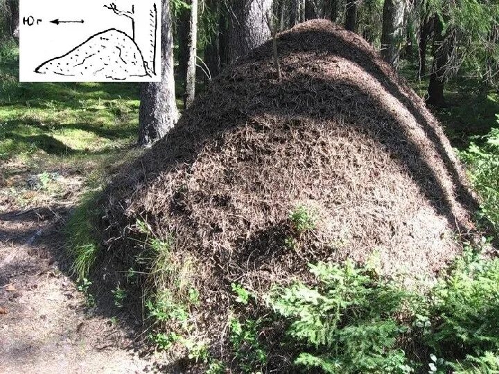 Сторона муравейника. Муравейник лесных муравьев. Огромный Муравейник.