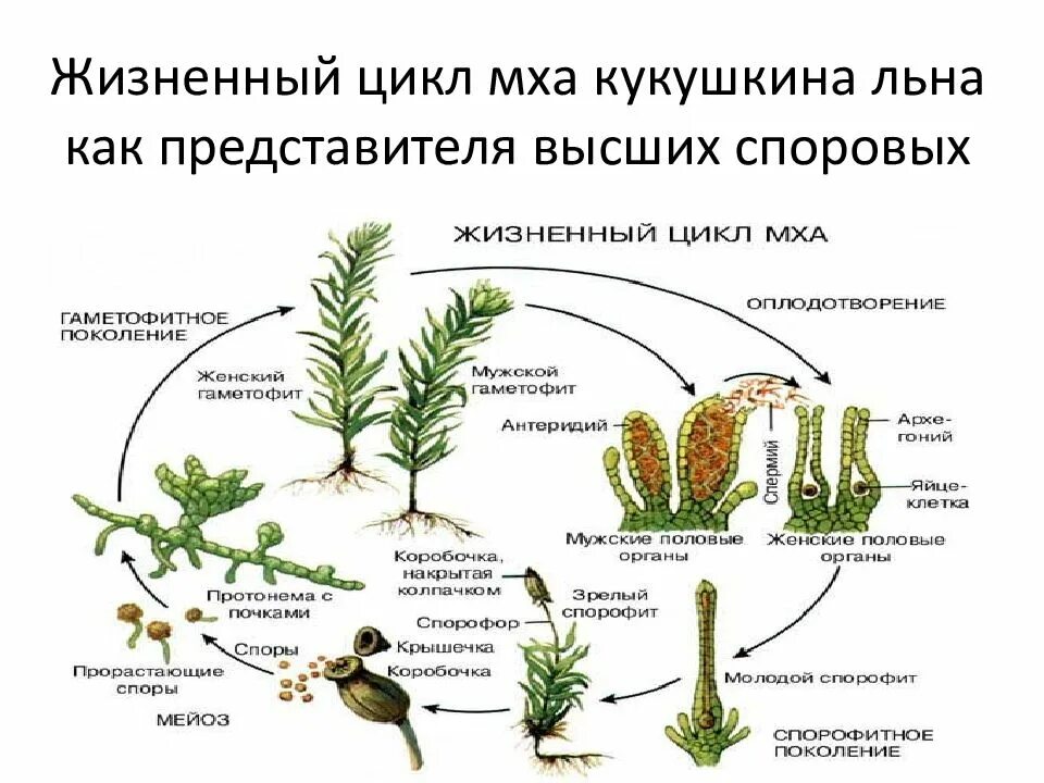Гаметофит высших споровых растений. Моховидные растения цикл развития. размножение моховидных схема. строение гаметофита кукушкиного льна. размножение мха сфагнума схема.