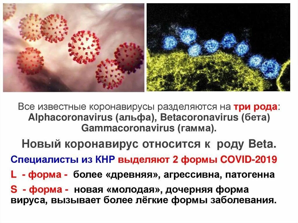 Вирус ковид отнесен к группе. Коронавирус возбудитель заболевания. Коронавирус штамм Альфа. Новый коронавирус относится к роду. Коронавирус новый вид.