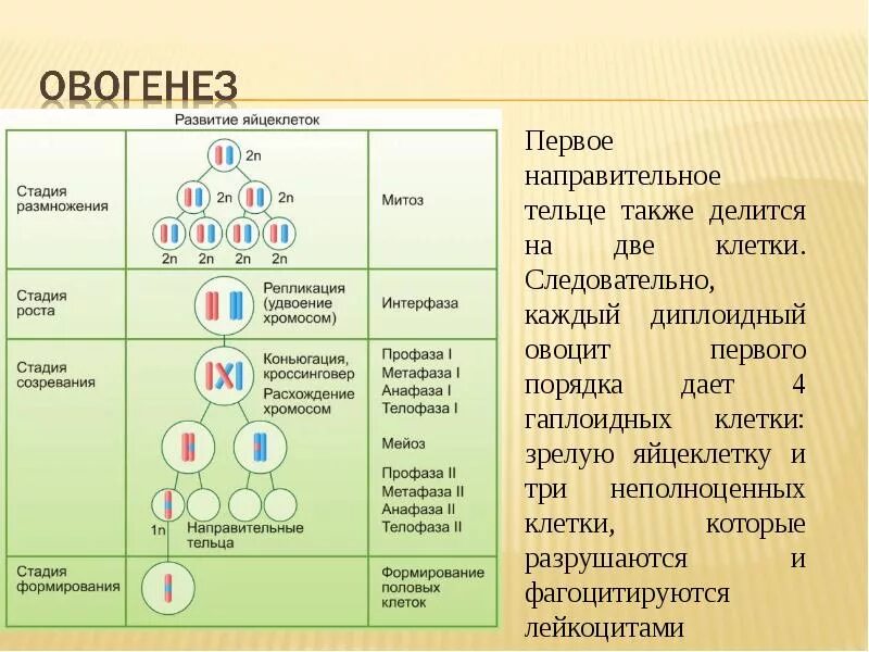 Характерно для гамет. Первое деление мейоза овогенез. овогенез в анафазе 1. таблица гаметогенез сперматогенез овогенез. образование половых клеток гаметогенез таблица.