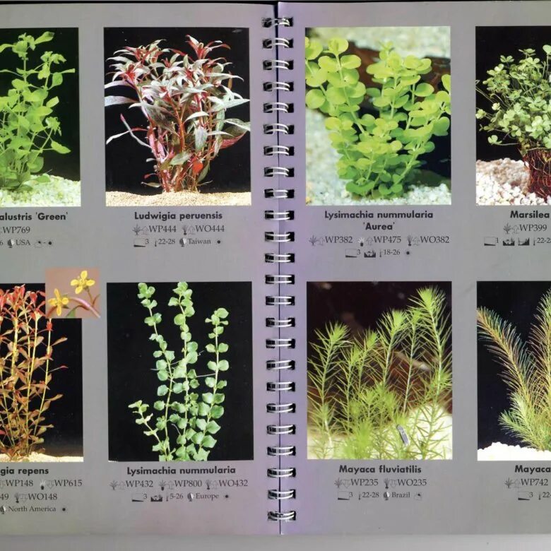 гигрофила синема аквариумное растение. аквариумные растения каталог. ротала макрандра грин. аквариумные растения каталог. виды аквариумных растений.