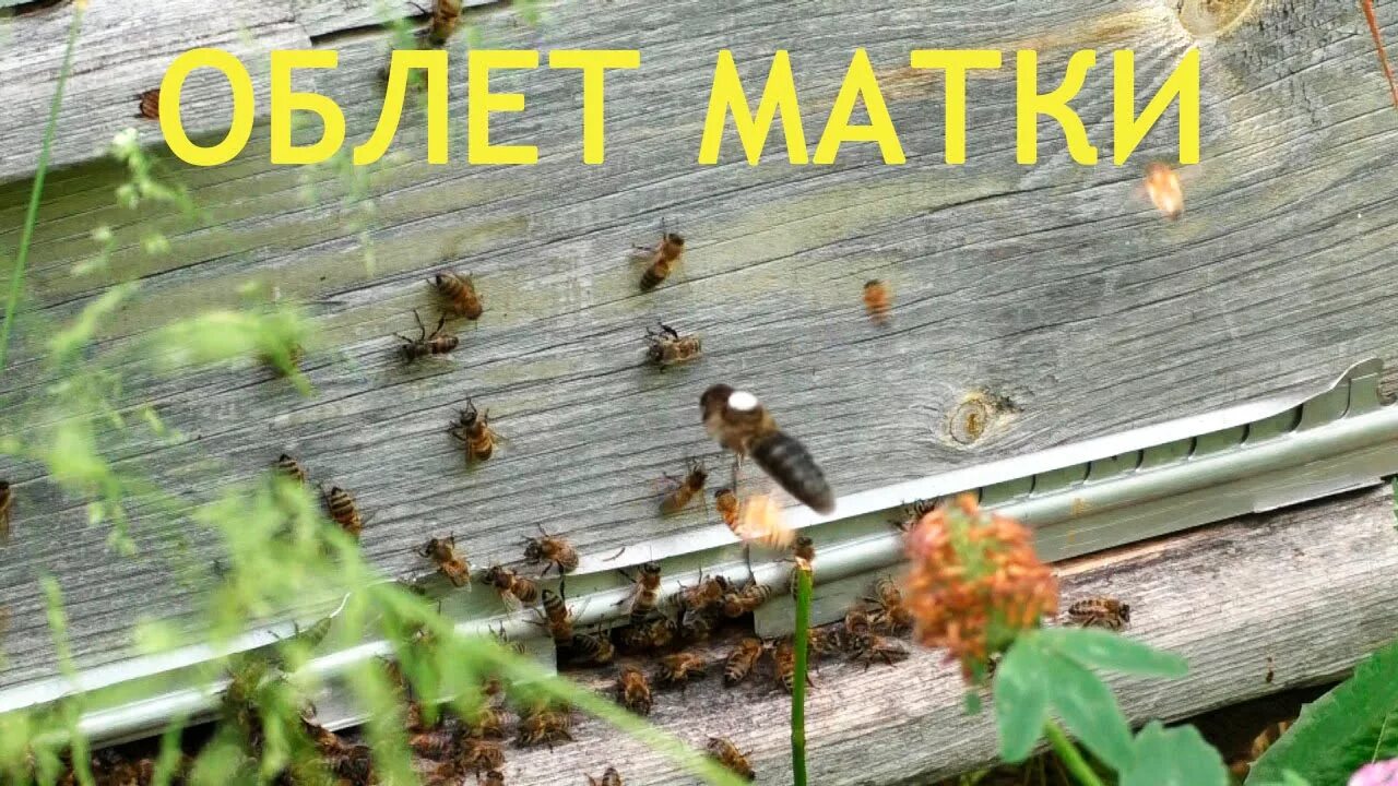 Весенний облет пчел. Облет матки пчелы. Маточники пчел в улье. Пчелы выгоняют трутней из улья.