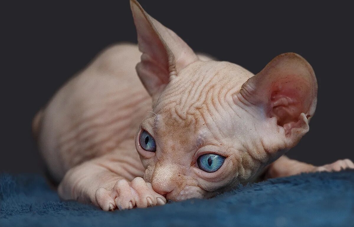 Сфинксы лучшие кошки