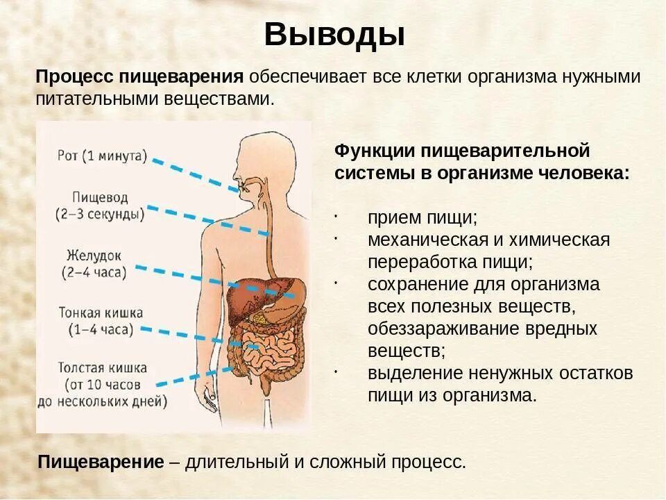 Пищеварительный процесс человека