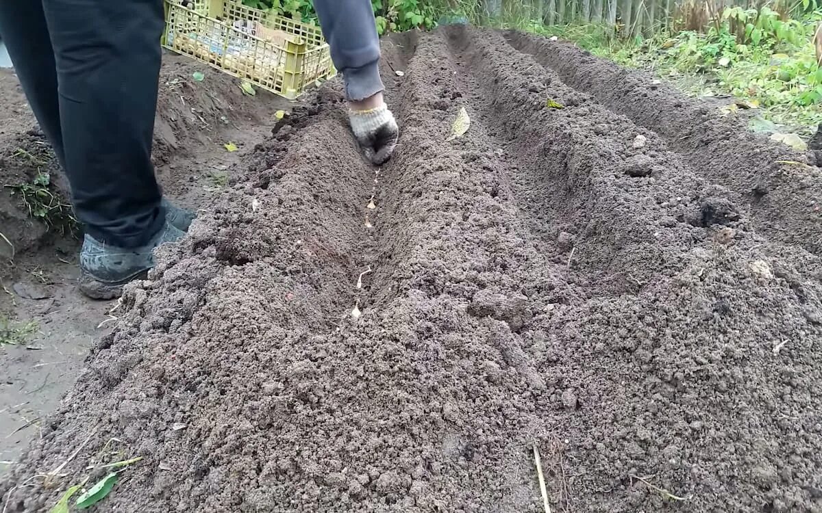 Высаживаем севок в грунт.