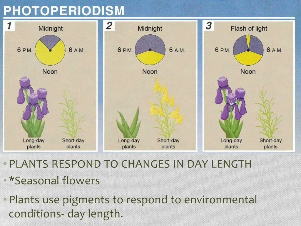 Фотопериодизм у растений. Фотопериодизм у растений и животных. Фотопериодизм цветов. Фотопериодизм у животных. Реакция организмов на изменение длины светового дня