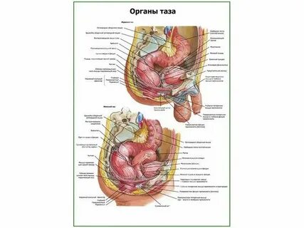 Нарушения органов малого таза