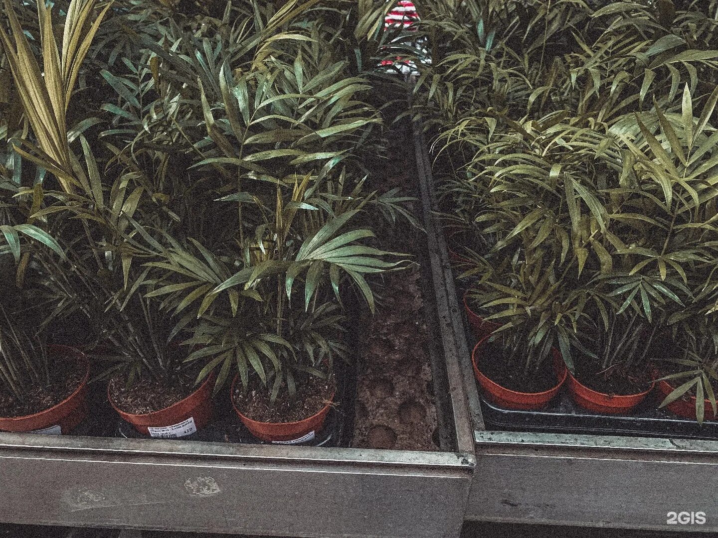 Садовый центр краснодар фото. Атарбекова 3 краснодар садовый центр. Садовый центр, краснодар, улица атарбекова. Атарбекова 3 садовый центр. Атарбекова 3 садовый центр.