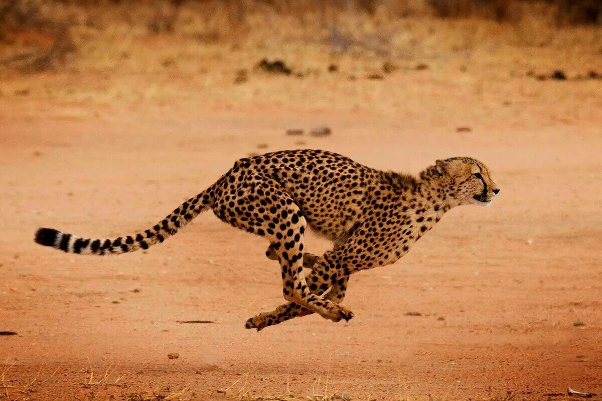 Сахарский гепард. Гепард в саванне. Южноафриканский гепард. Гепард в Африке.
