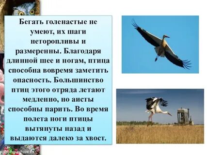 Большинство птиц