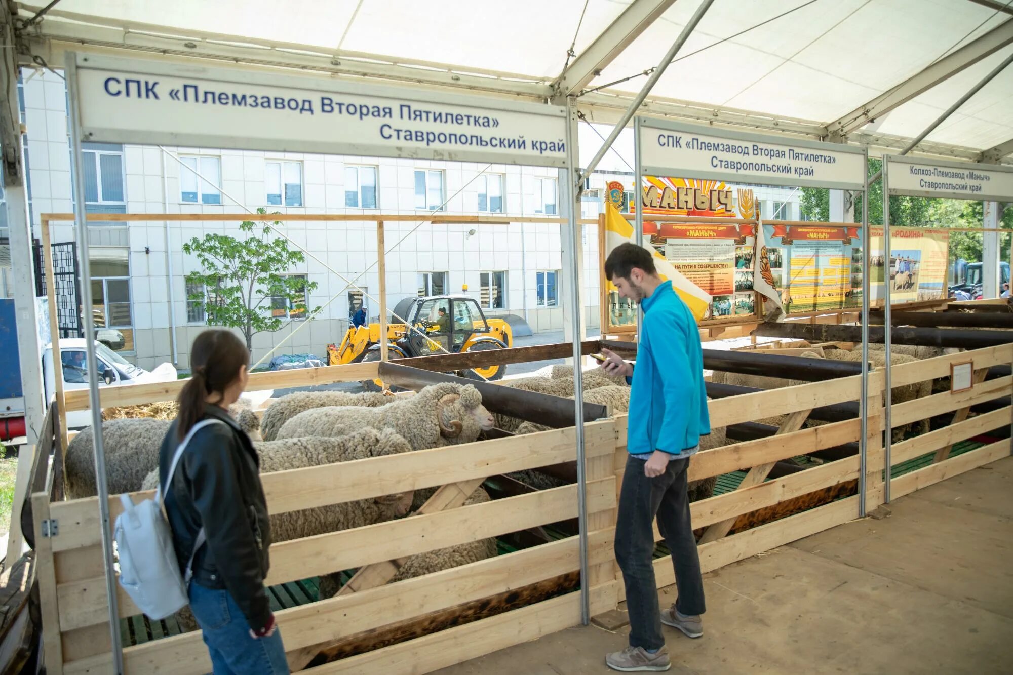 Выставка овец 2022 в Волгограде. Выставка племенных овец в Волгограде. Выставка племенных овец и коз. Выставка племенных овец и коз 2022 Волгоград.
