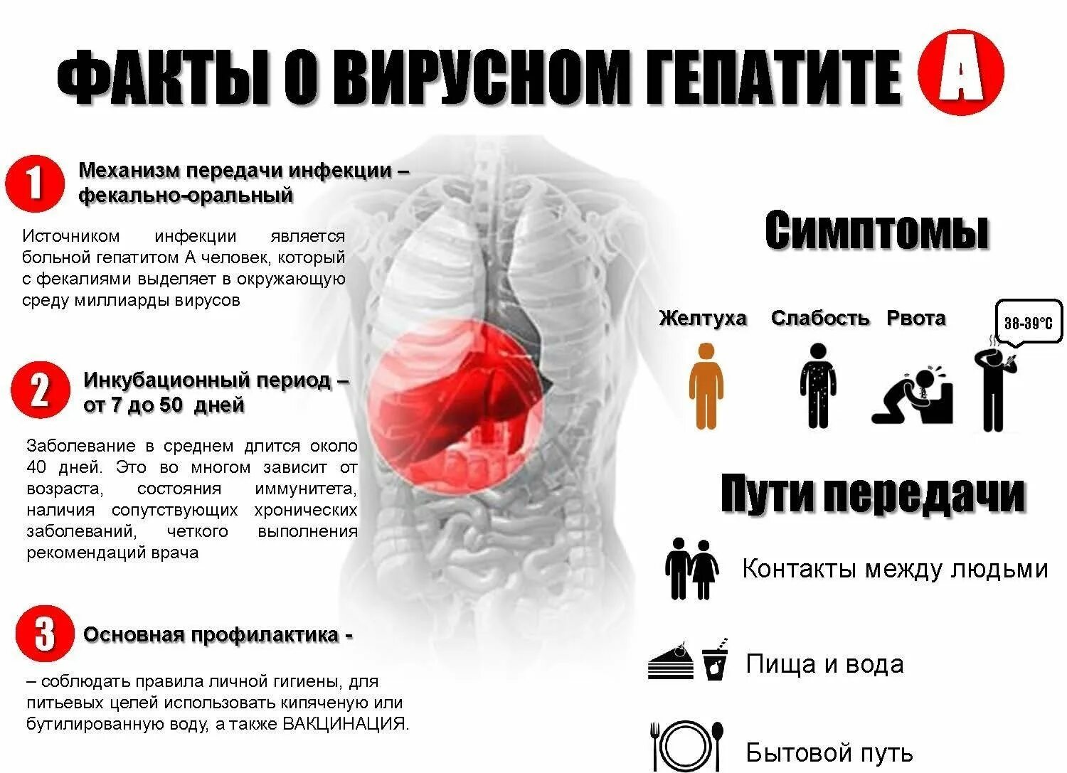 Вирусные гепатиты. Проявление вирусного гепатита а.