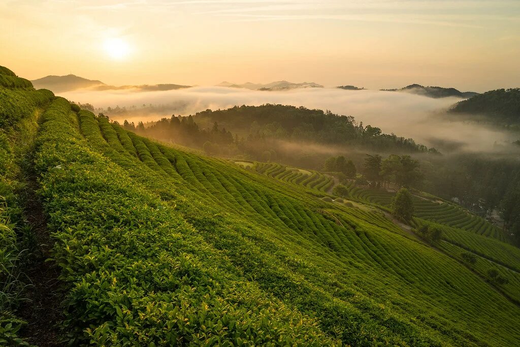 Tea fields. Boseong. корея зеленый. tea field. field tea aestheyicphotos.