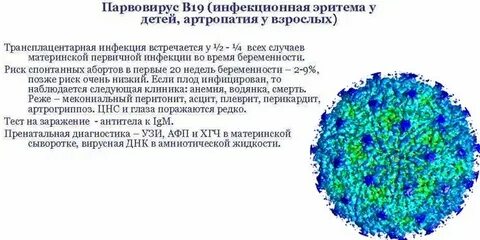 Инфекция б 19