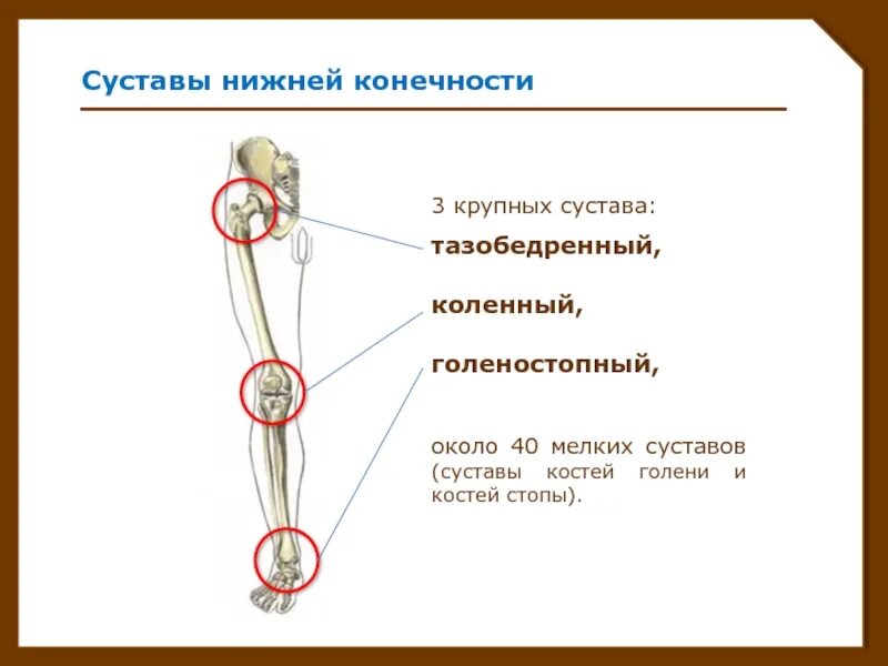 Свободная нижняя конечность кости суставы. Строение суставов нижней конечности анатомия. Суставы свободной нижней конечности. Суставы костей свободной нижней конечности.