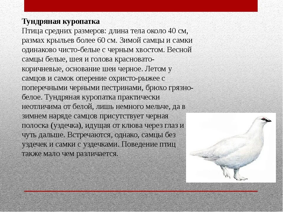 На рисунке изображена самка белой куропатки. Белая куропатка красная книга. Куропатка информация. Куропатка красная книга. Белая куропатка описание.