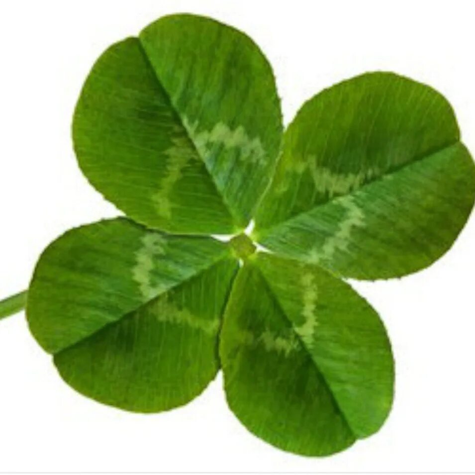 Клевер луговой. Красный клевер на участке. Листья клевера лугового. Клевер седоватый. Листья клевера лугового.