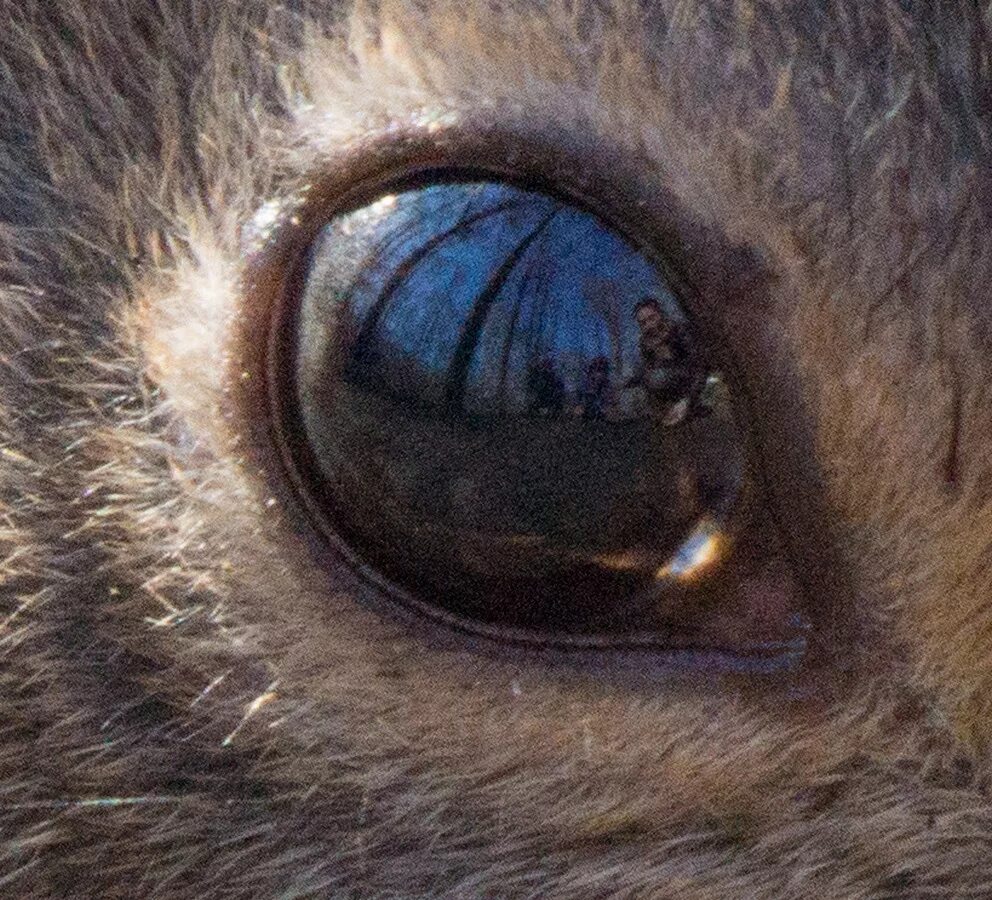 желтизна на белках глаз. позеленение склер глаз. иктеричяностьс склрел. белка глаза. как выглядит белок глаз.