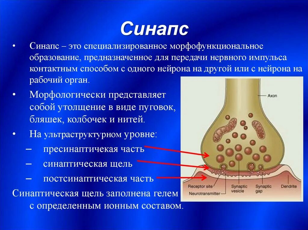 Синаптические пузырьки. Строение синапса везикулы. Синаптические бляшки функции. Характеристика синапсов кратко. Строение синапса физиология.