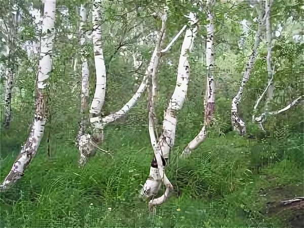 Березовая роща танцы