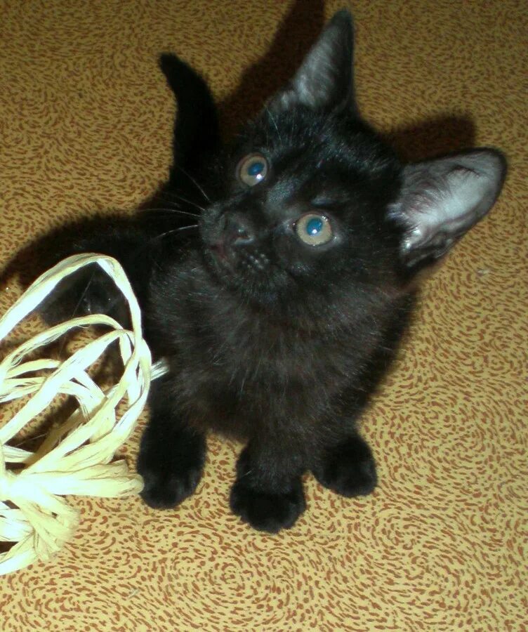 Черный котенок. Черный кот в добрые руки. Чёрные котята в добрые руки. Мой кот черный. Какие черные котята есть