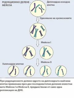 Редукционный мейоз