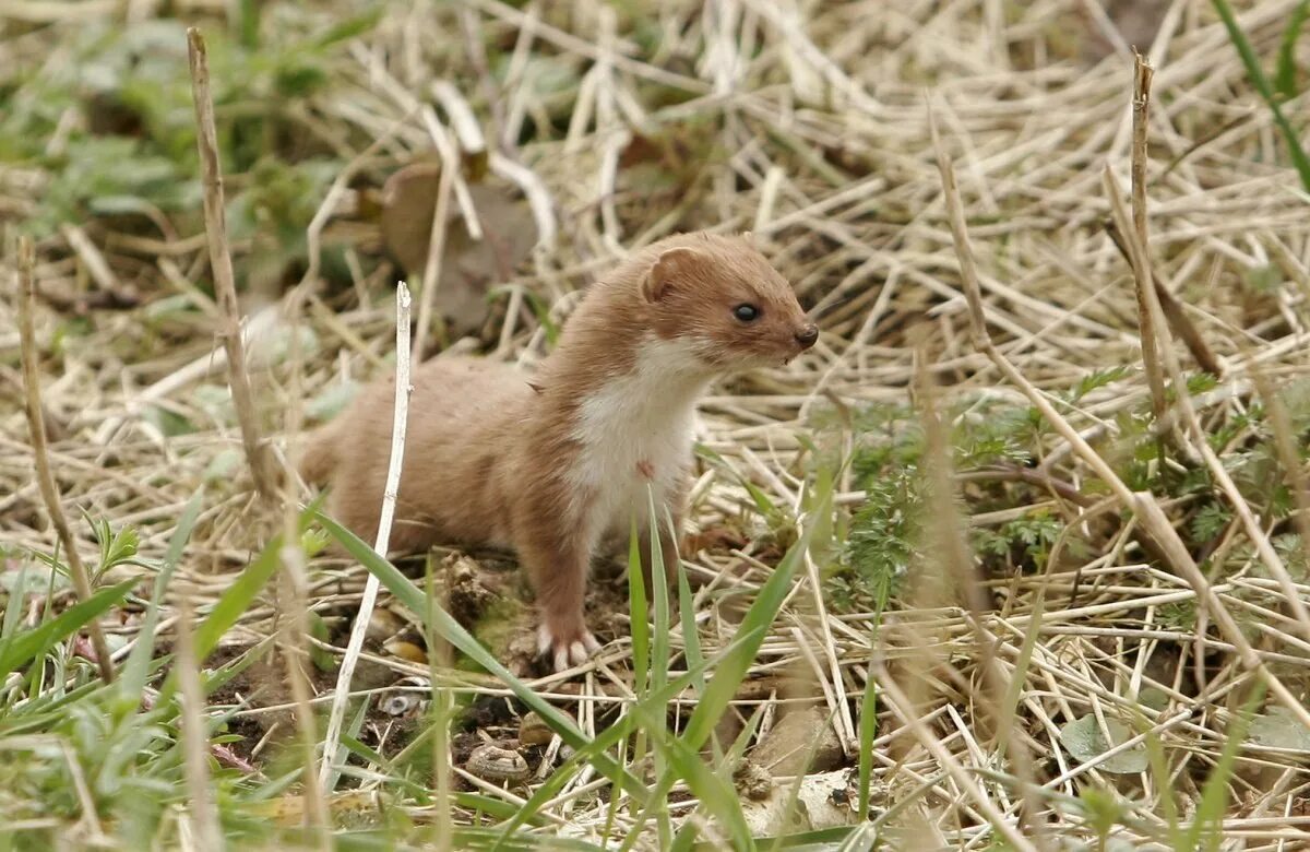 Как избавиться от ласки в доме. Ласка (Mustela nivalis). Горностай (Mustela erminea). Ласка Mustela nivalis Linnaeus, 1766 ареал. Mustela nivalis белая.