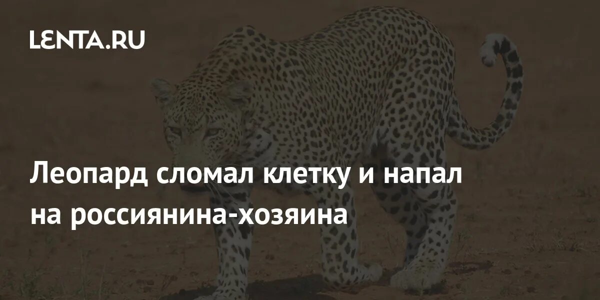 Танк леопард 2а4. Leopard 2a5 бундесвер. Сломанный леопард. М1 абрамс в ираке. Немецкие танки.