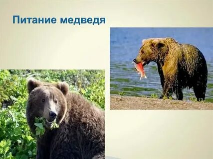 Основу рациона питания медведей составляет