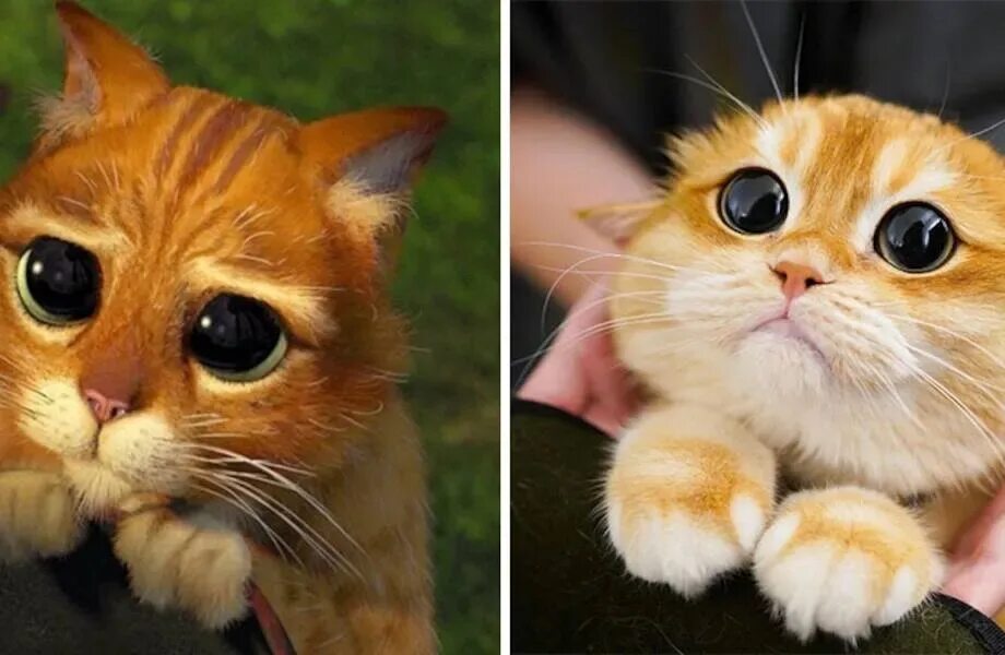 Шрек глазки. Кот из Шрека глаза. Кот со Шрека с глазами фото. Кот в сапогах глаза. Кот из Шрека с большими глазами фото.