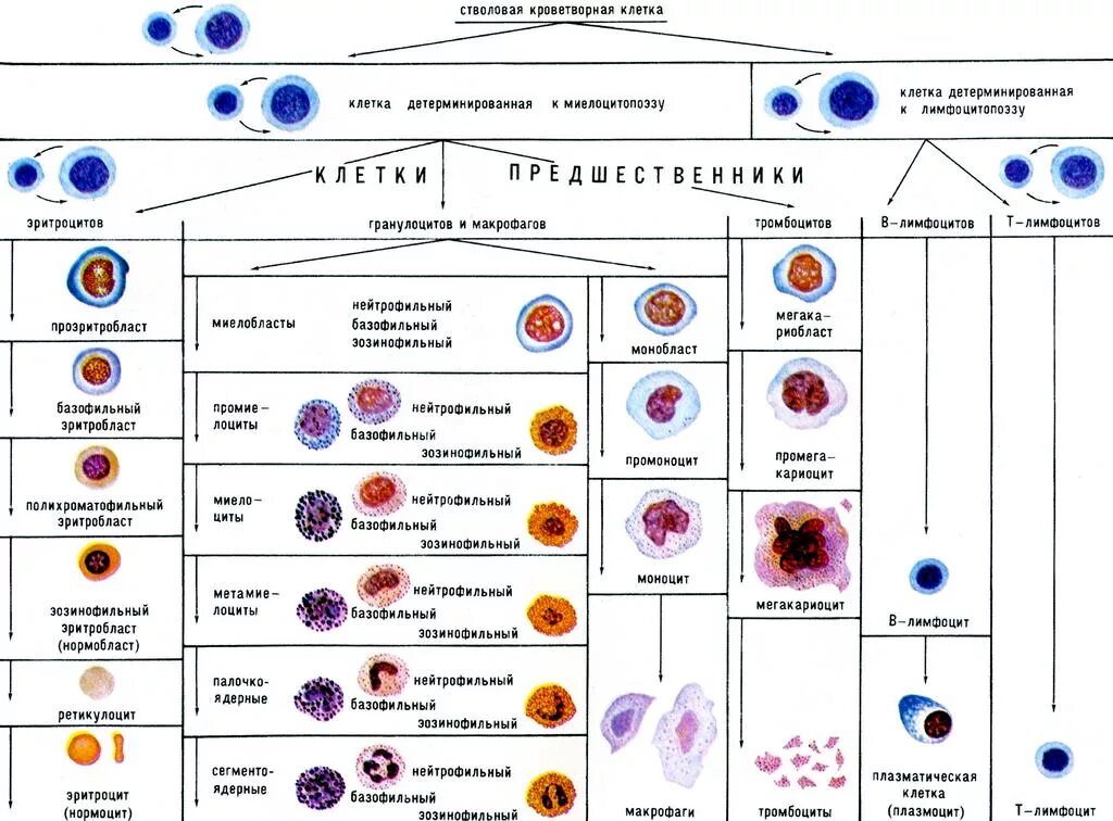 Функции клеток крови таблица. Схема кроветворения стволовая клетка. Стадии созревания клеток крови. Схема кроветворения из стволовой клетки. Схема дифференцировки клеток крови.