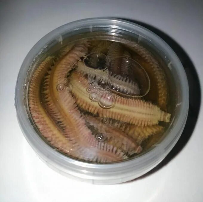 Японский морской червь "нереис". Нереис морской червь для рыбалки. Морской червь нереис Владивосток.