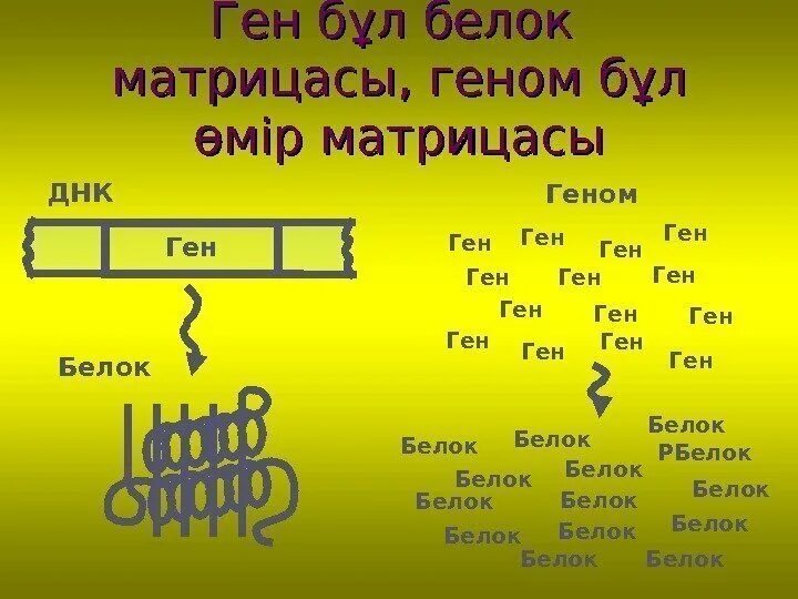 Ген это участок молекулы днк кодирующий структуру белка. Участок днк кодирующий белок. Ген. Фрагмент гена. Участок молекулы днк.