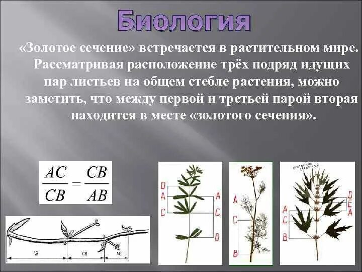 Золотое сечение лист. Цикорий золотое сечение. золотое сечение в растительном мире. золотое сечение в природе. золотое сечение в биологии.
