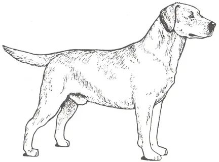 coloring pages of labrador retrievers