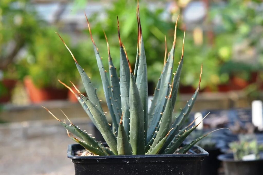 Агава цветок. Суккулент Агава. Агава (Agave). Спаржевые Агава. Агава уход