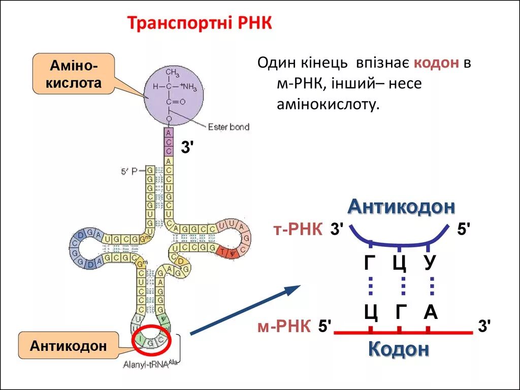 Кодон и антикодон. Кодон и антикодон ТРНК. Антикодон т-РНК. ТРНК. Кодоны т рнк