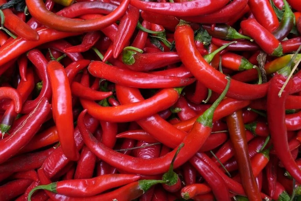 Chilli pepper. Острый перец Чили. Перец Горький Чили. Красный перчик Чили. Перец острый блейд.