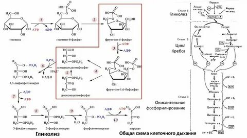 Лизосомы окислительное фосфорилирование