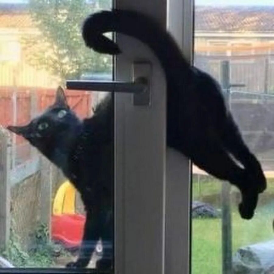 Кот застрял в окне. Кошка застряла в окне. Кошка застряла в форточке. Кошка застряла в пластиковом окне.
