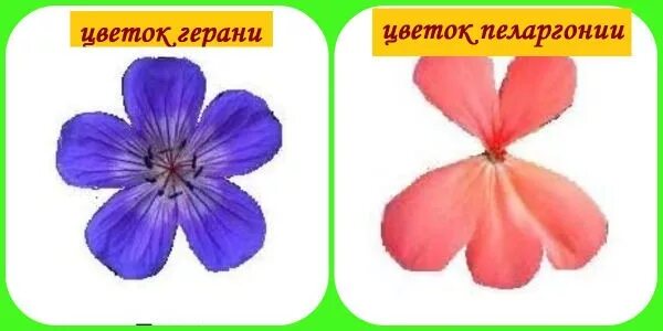 Герань строение. Формула цветка герани. пеларгония формула цветка. формула цветка герани пеларгонии. строение герани.