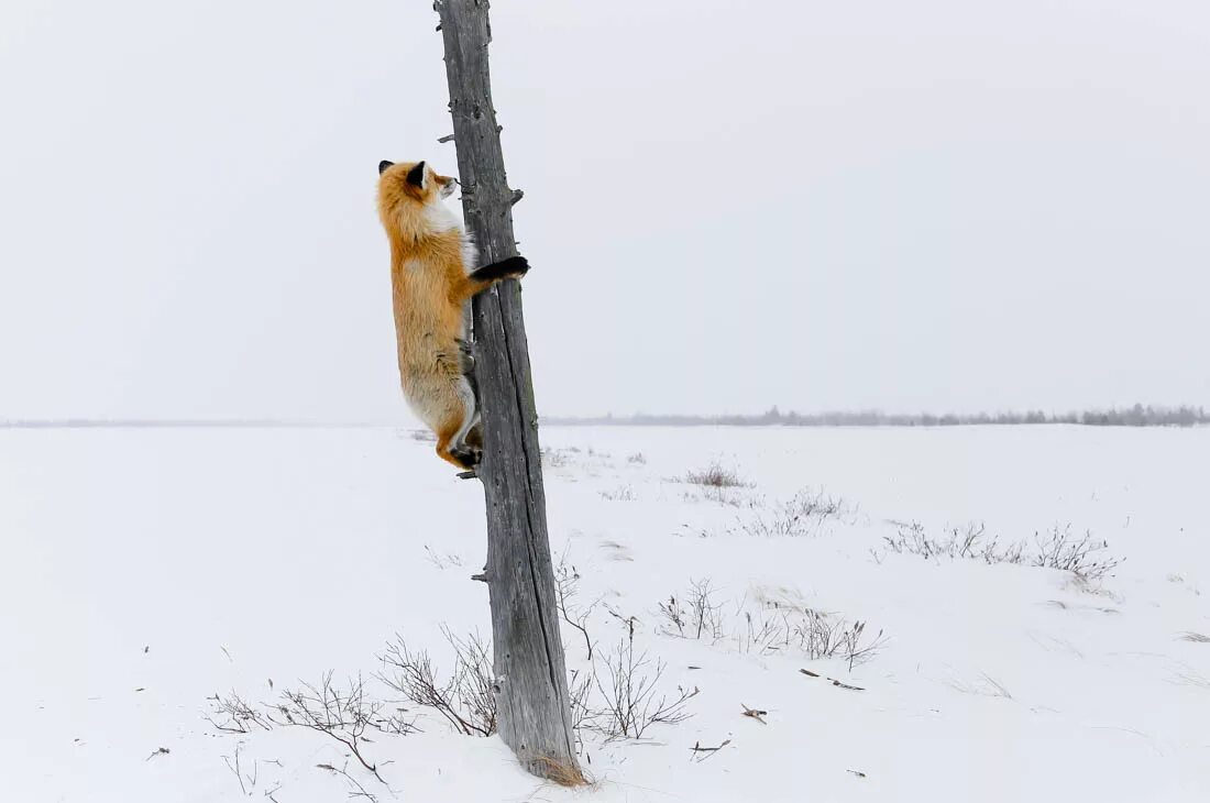 Выглянул значение