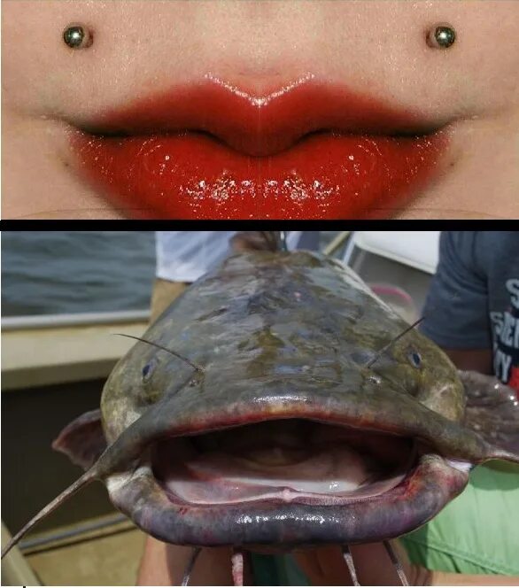 Рыба сом зубы. Морда сома.