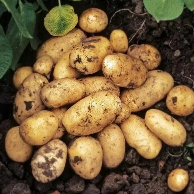 Какие семена картошки. Картофель Тулеевский элита. Сорт картофеля Адретта. Адретта элита картофель.