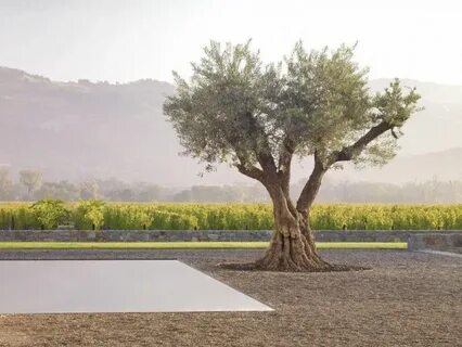 Take tree
