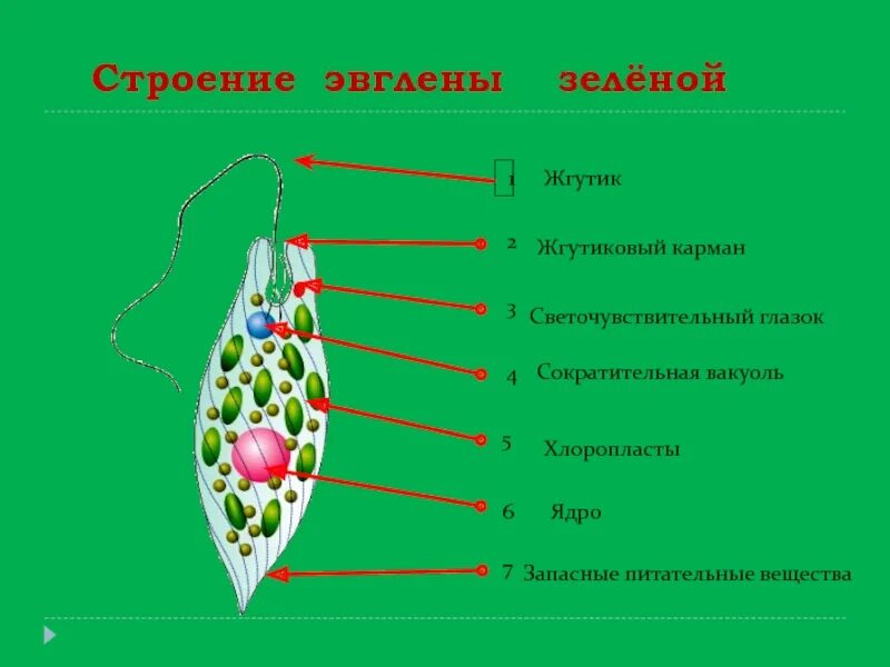 Светочувствительный глазок у зелёной эвглены. Сократитеььрая вауоьь у эвгелены зеленой. Эвглена строение пищеварительная вакуоль. Сократительная вакуоль эвглены зеленой.