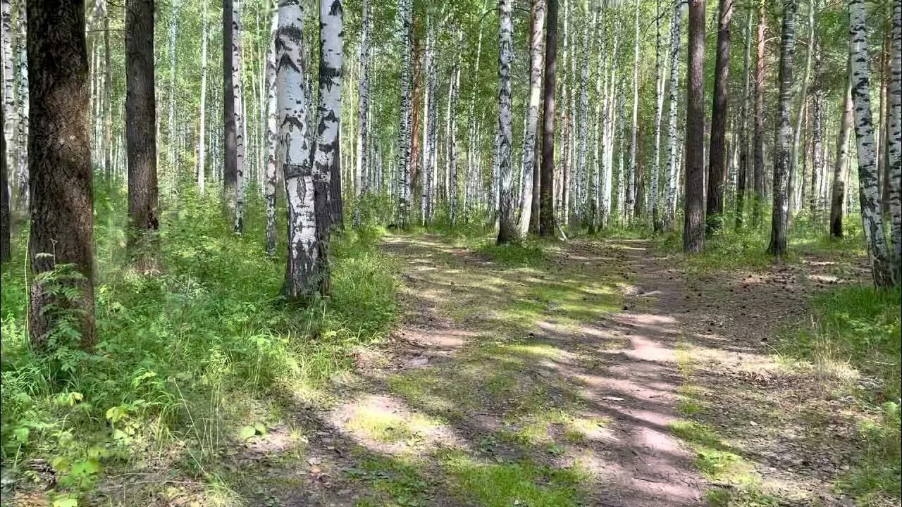 Березняк. Лес Рефтинский. Березняк вейниковый. Молодой Березняк.